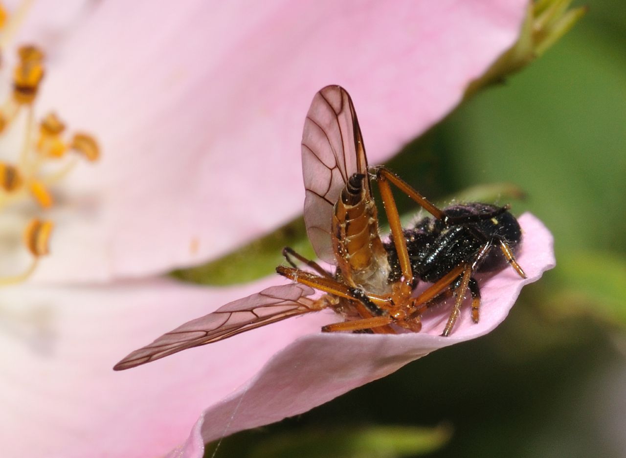 Synema globosum